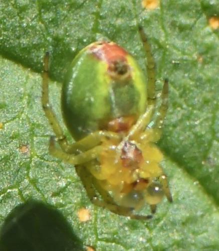 Araniella sp.